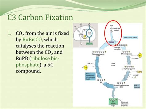 Where Does Carbon Fixation Occur In A Cell