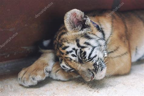 Baby Tigers Sleeping