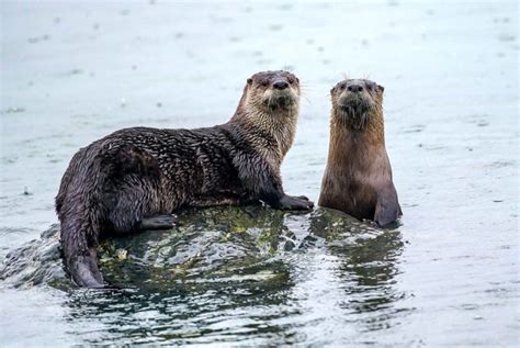 Webinar: Pacific NW River Otter: Habitat, Ecology, and Health (7/26/21 ...