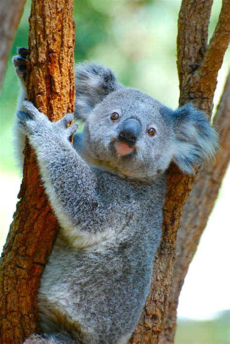 30k+ Koala Bear Pictures | Download Free Images on Unsplash