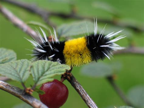 File:Yellow woolly bear caterpillar.jpg