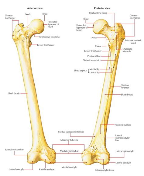 Femur – Earth's Lab