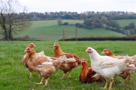 Organic Chicken – Stream Farm