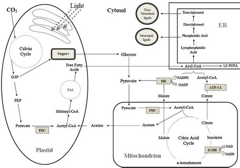 A simplified scheme proposed for the lipid biosynthesis pathway in the ...