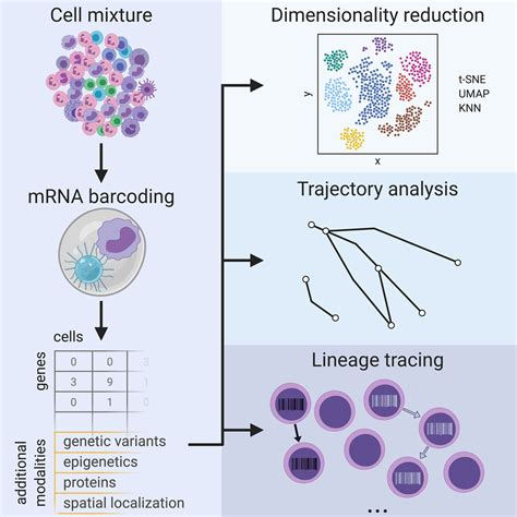 12 Extraordinary Facts About Cell Lineage Tracing - Facts.net