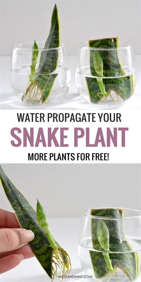 Sansevieria Snake Plant Propagation Tips