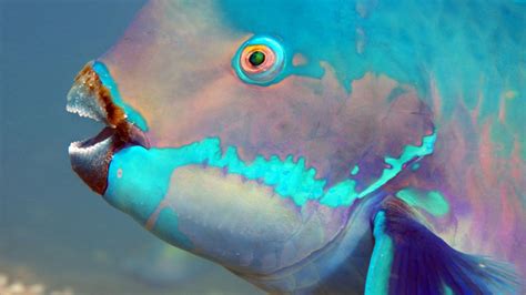 Parrotfish Teeth