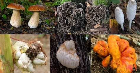 The 12 Best Edible Wild Mushrooms | MeatEater Wild Foods