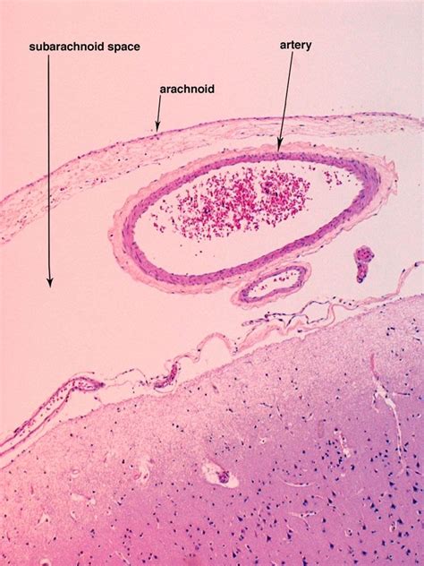 Cerebral Cortex Histology Layers