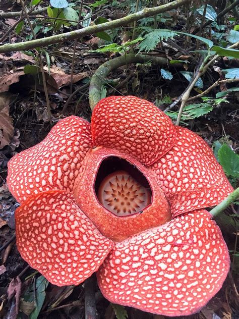 Rafflesia Arnoldii - The Largest Flower in The World is in Indonesia