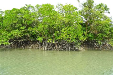 8 Most Beautiful Mangrove Forests in India You Have To Explore