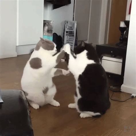 Kitties are boxing | Wilde katzen, Katzen, Wildkatzen