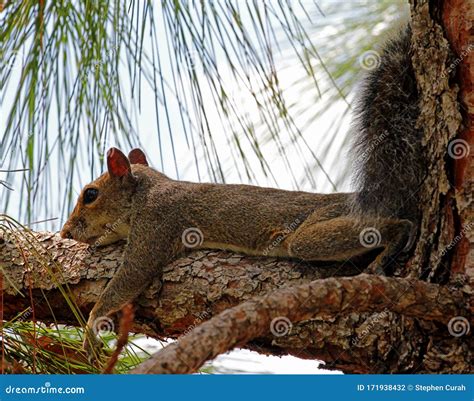 Florida Fox Squirrel Resting on a Branch Stock Photo - Image of back ...