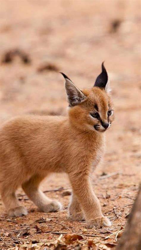 Caracal cat | Cute baby animals, Cute animals, Baby animals