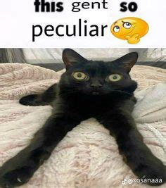 28 Cool bean cats (meme boyos) ideas in 2022 | cat memes, hairless cat ...