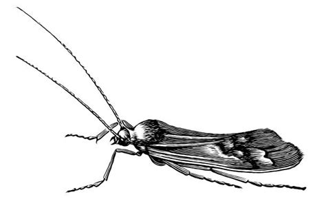 Best Caddis Fly Illustrations, Royalty-Free Vector Graphics & Clip Art ...