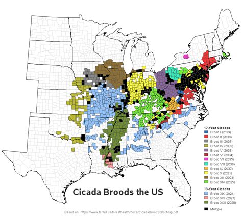 Cicada Map 2024 Election Map - Irene Leoline