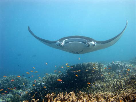 corl0125 | Manta ray, Giant manta, Ocean life