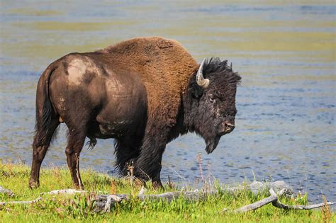 Buffalo Stance Photograph by Juli Ellen - Pixels