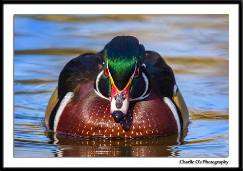 Waterfowl - Wildlife & Landscape Photos: - Charlie O's Photography