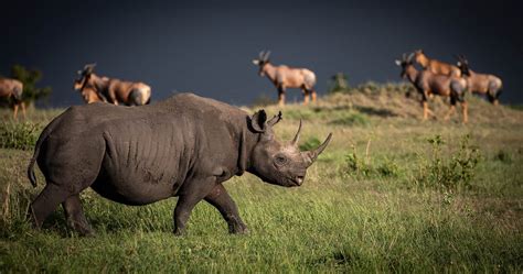 Wildlife in Serengeti National Park - Tanzania