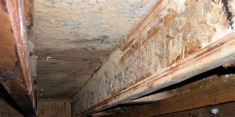 Is White Mold as Dangerous as Black Mold in Basement? Hartford, CT ...