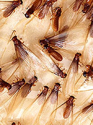 Flying Termites – Termites with Wings