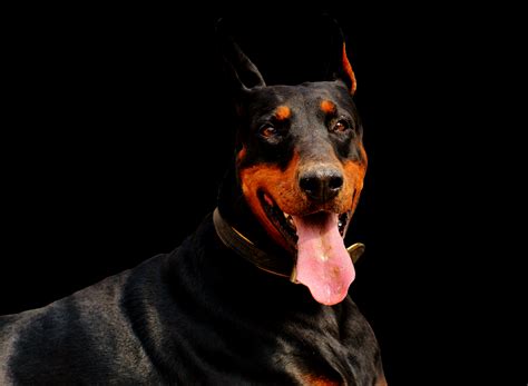 5 Most Common Health Issues in Dobermans – KeyPetCare.com