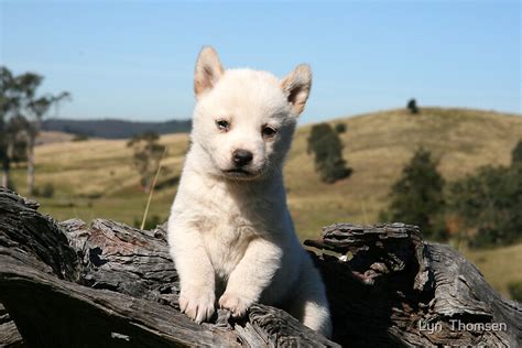 "Dingo puppies # 1" Posters by Lyn Thomsen | Redbubble