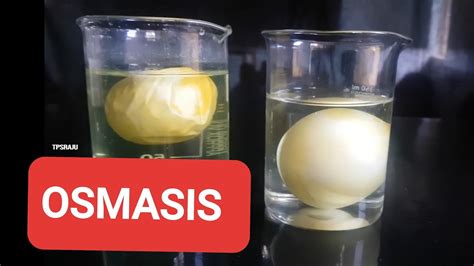 Osmosis Egg Experiment Explanation