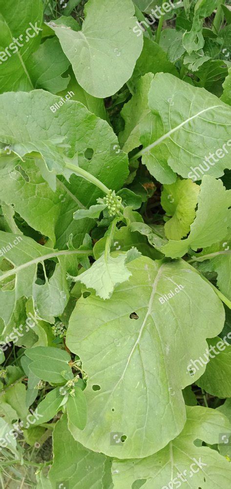 Plant growth vegetable new growth wallpaper background hd Food Images ...