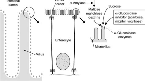 α-Glucosidase inhibitors (e.g. acarbose) competitively inhibit the ...