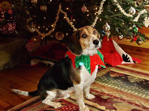 Christmas Beagle Wallpapers - Top Free Christmas Beagle Backgrounds ...