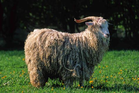 Angora Goat Facts