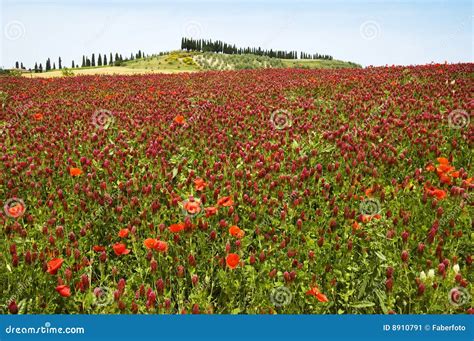 Red Flower Landscape stock image. Image of grass, ecology - 8910791