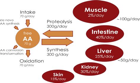 Protein metabolism and requirements in the ICU - Clinical Nutrition ESPEN