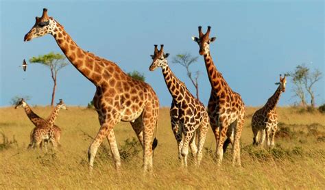 3-Day Murchison Falls Wildlife Safari in Uganda