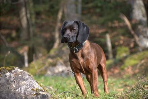 Bavarian Mountain Hound - Native Breed.org