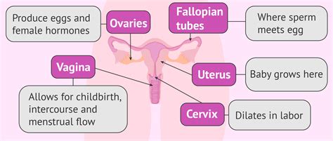 Concept Map Of The Female Reproductive System - United States Map