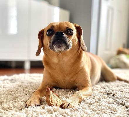 80+ Best Puggle Dog Names Four Your Puppy | Puggle dogs, Dog names, Puggle