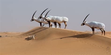 Arabian oryx