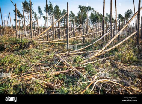 Destroyed forest as an effect of strong storm Stock Photo - Alamy