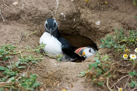 Baby Puffins