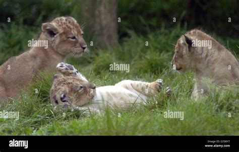 Asiatic Lion Cubs Stock Photo - Alamy