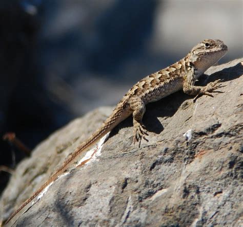 Western Fence Lizard (Hood Mountain Plants & Animals) · iNaturalist