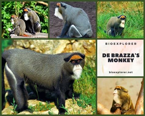 De Brazza's monkey Characteristics | Cercopithecus neglectus Diet & Facts