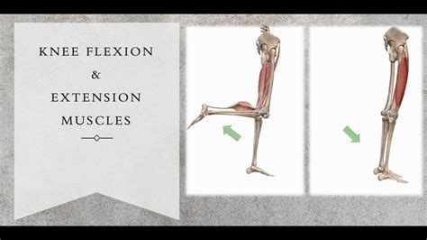 Knee Flexor Muscles