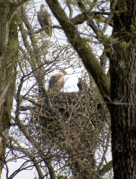 A White-tailed Eagle (Haliaeetus albicilla) nest with one young ...