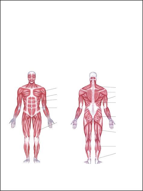 Printable Body Diagram - Printable Word Searches