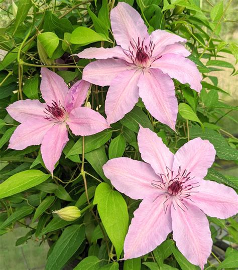 Clematis Harmony | Brushwood Nursery, Clematis Specialists